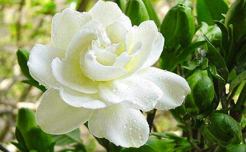 梔子花開作文(精選20篇)