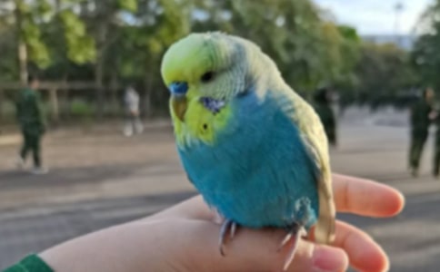 【熱門】我的動物朋友鸚鵡作文