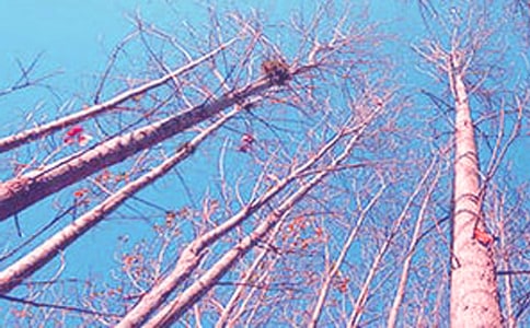 ���ח��һ�n�r�̌W�OӋ���ģ�ͨ��5ƪ��