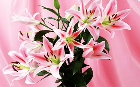 ���x��İٺϻ�����