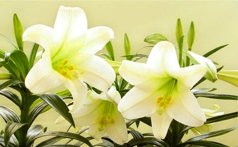 �茑�ٺϻ����Z��