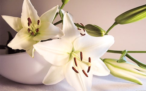 ���ݰٺϻ��ľ��Ӿ��x