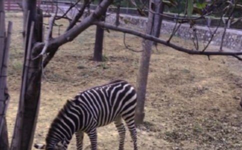 斑馬的單詞怎么寫