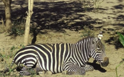 【精選】文明禮讓斑馬線倡議書(shū)4篇