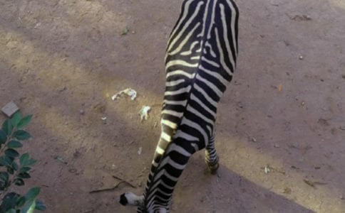 生命斑馬線觀后感400字