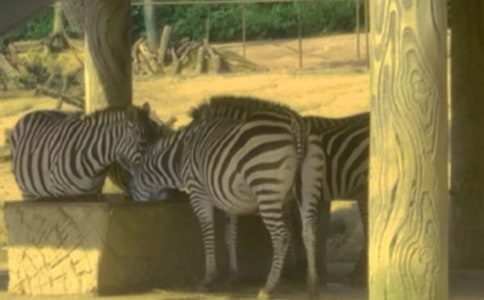 交通安全征文:文明行駛斑馬線