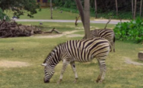 《生命斑馬線》觀后感