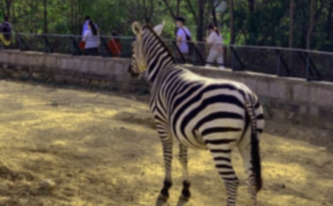 觀《生命的斑馬線》有感