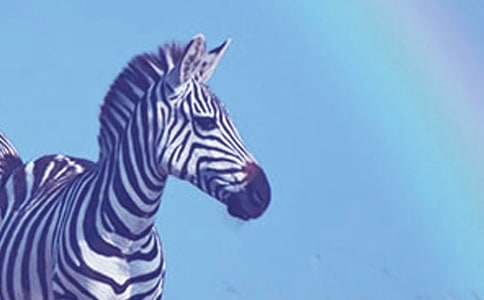 交通安全征文200字:文明行走斑馬線