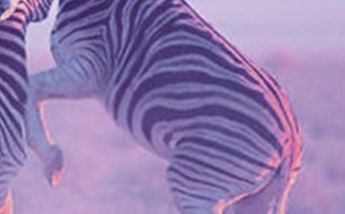 過馬路要走斑馬線安全教案