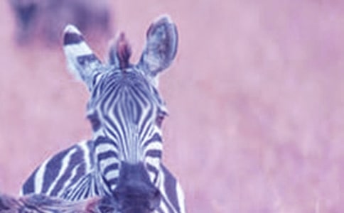 �����Y׌���R�����h�����ģ����x14ƪ��