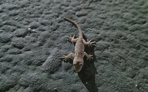 �ڻ��Ć�ʾ���ĳ���[15ƪ]