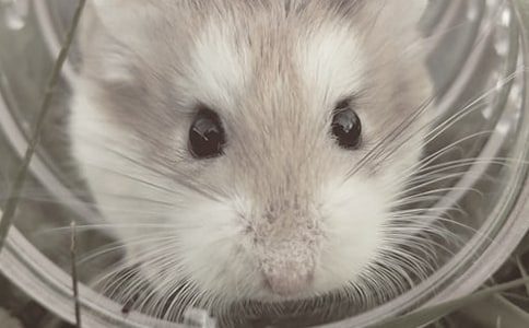 倉鼠作文300字五篇