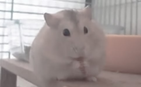 �ҵ�С�}(c��ng)������300�֣����x36ƪ��