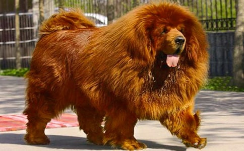 有關(guān)藏獒作文300字三篇