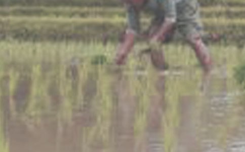 ����������(�ϼ�)