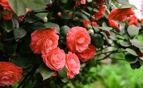 �ҵ�ɽ�軨ɢ��