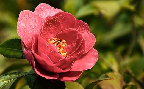 �茑�軨��Ԋ������