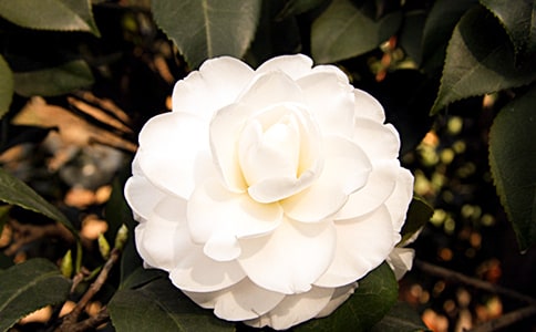 �����Ĳ軨����500��