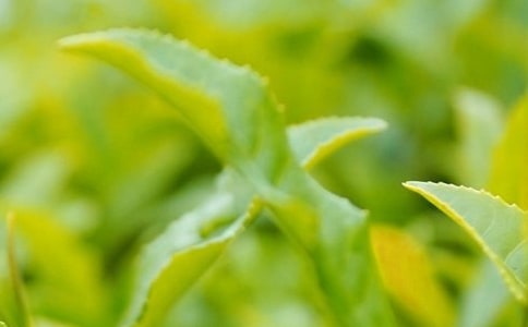 茶葉怎么正確保存