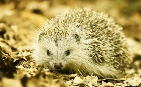 刺猬克虎寓言故事