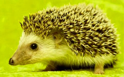 《有趣的小刺猬》閱讀答案