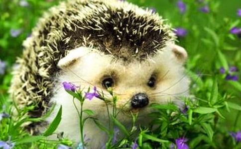 刺猬克虎的寓言故事