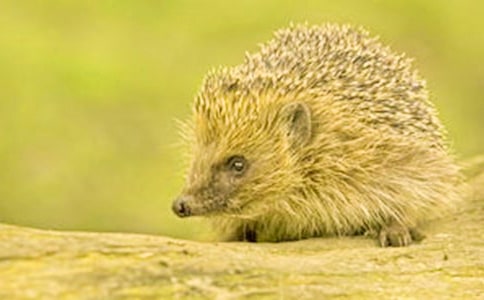 �����ô��