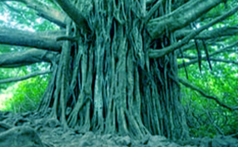 我是一棵大樹作文