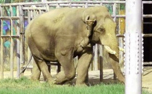 大象版小學(xué)三年級科學(xué)教學(xué)計劃7篇