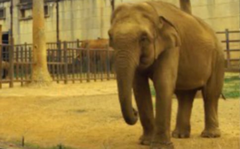 有關(guān)一年級(jí)大象教學(xué)反思(通用10篇)