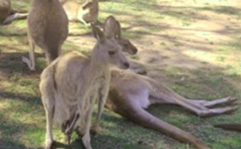 想家的小袋鼠五年級(jí)作文