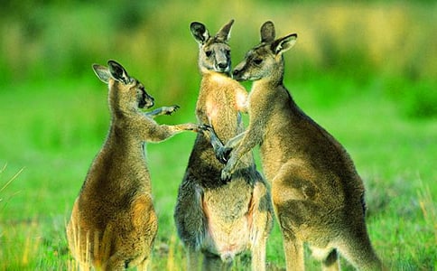 ��������ķ���(15ƪ)