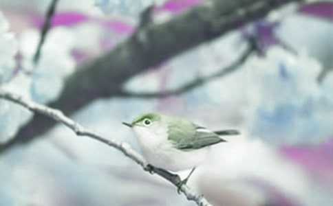 熱愛(ài)動(dòng)植物生命作文(精選36篇)