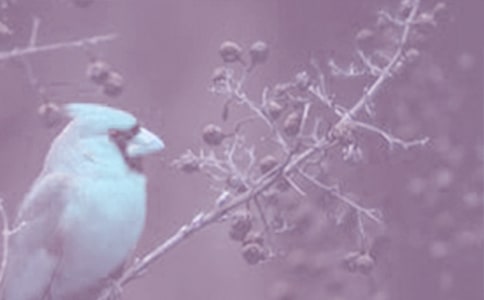 觀察動(dòng)植物日記模板錦集七篇