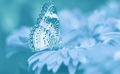 ��ֲ��Ć�ʾ����