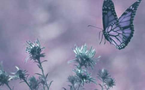 觀察動(dòng)植物日記(通用21篇)