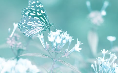 關于動植物生長的觀察日記(精選60篇)