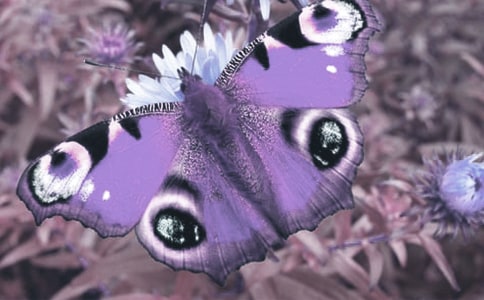 �^���ֲ����ӛ�����\����ƪ