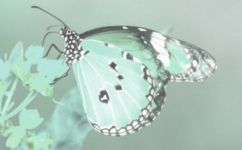 觀察動(dòng)植物日記