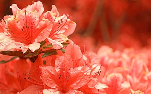 精選杜鵑花作文7篇