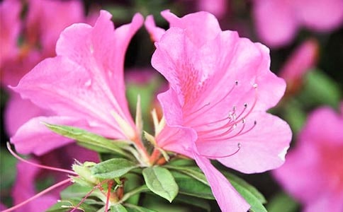 美麗的杜鵑花作文(通用15篇)