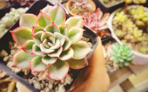 描寫多肉的作文15篇【合集】