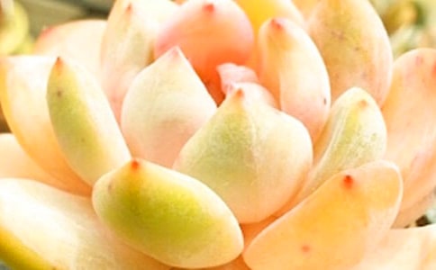 媽媽的多肉五年級作文