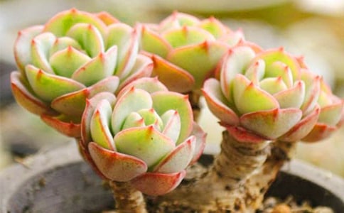 ��������300�֣�ͨ��31ƪ��