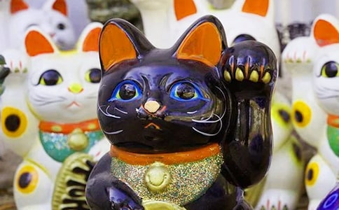 發(fā)財(cái)樹(shù)觀察日記合集7篇