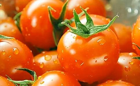 觀察番茄日記6篇