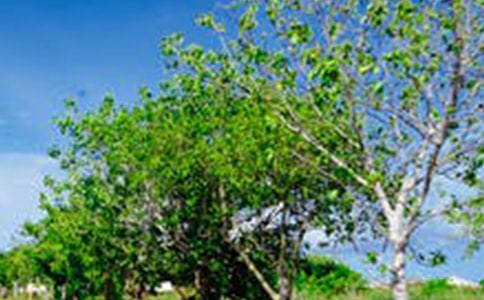 �茑�L(f��ng)���Ľ�(j��ng)�����