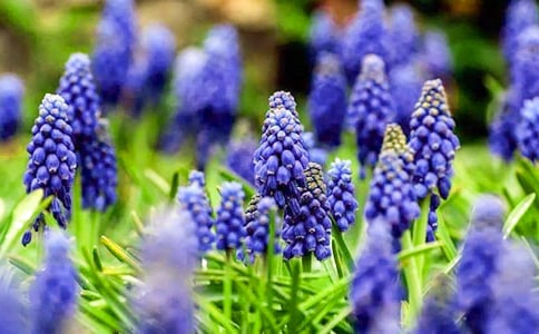 風(fēng)信子觀察日記9篇