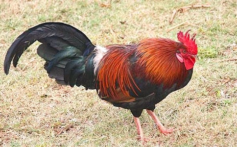 ���G���Ĵ��u���f�n�巶��